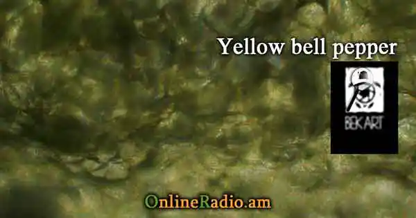 www.onlineradio.am bek-art-macro-studio-yellow-bell-pepper